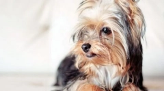 Biro yorkshire terrier